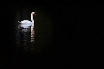 Mute Swan (Cygnus olor) against dark water, Felbrigg, Norfolk, November