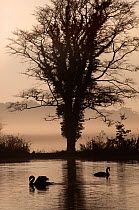 Mute Swans (Cygnus olor) silhouetted at sunrise on foggy morning, Felbrigg, Norfolk