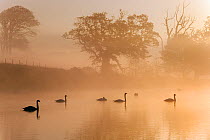 Mute Swans (Cygnus olor) silhouetted on water at sunrise on foggy morning, Felbrigg, Norfolk, November