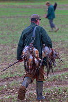 Man carrying shot Pheasants (Phasianus colchicus), and gun during a shoot, Essex, November 2012