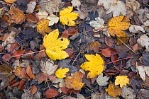 Fallen autumn leaves of Sycamore (Acer pseudoplatanus) Norfolk, UK, November