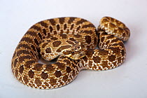Western Hog-nosed Snake (Heterodon nasicus) captive species from North America and Mexico