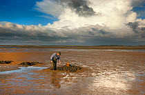 Man digging for lug worms (Arenicola marina) for fisbing bait, towards Blakeney Point Norfolk, November