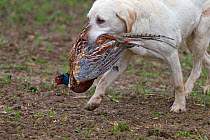 Yellow Labrador retrieving cock pheasant (Phasianus colchicus), during pheasant shoot Essex, November