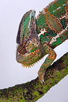 Yemen or Veiled Chameleon (Chamaeleo calyptratus) portrait, captive from the Middle-East