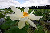 American lotus (Nelumbo lutea) in flower, Mannington Marsh, New Jersey, USA, August.