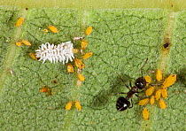 Ant (Crematogaster) attending Oleander / Milkweed aphids (Aphis nerii) beneath a Milkweed (Asclepias lanceolata) leaf, with Dusky ladybird (Scymnini) larvae feeding on them, Philadelphia, USA, July.