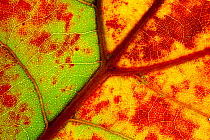 Close-up of Blackjack oak (Quercus marilandica) leaf close up changing colour, Pinelands Reserve, New Jersey, USA, October.