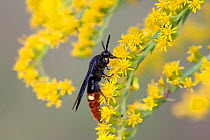 Blue-winged / Digger wasp (Scolia dubia) on Goldenrod (Solidago) flowers, Pinelands Reserve, New Jersey, USA, September.