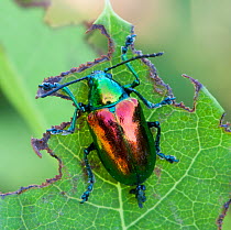 Dogbane beetle (Chrysochus auratus) on Indian hemp (Apocynum cannabinum) leaf, Pennsylvania, USA, June.
