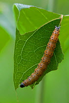 Dogbane saucrobotys moth (Saucrobotys futilalis) caterpillar on Indian hemp (Apocynum cannabinum) leaf, Pennsylvania, USA, June.