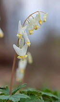 Dutchman's breeches (Dicentra cucullaria) Pennsylvania, USA, March.