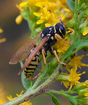 European paper wasp (Polistes dominula) resting overnight on Goldenrod (Solidago), Pennsylvania, USA, October
