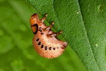 False potato beetle (Leptinotarsa juncta) larva, Pennsylvania, USA, August.