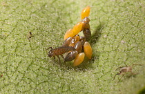 Multicolored asian lady beetle (Harmonia axyridis) eggs and newly hatched larva on Common milkweed (Asclepias syriaca), Pennsylvania, USA, July.