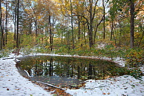 Man-made pond in woodland near Wissahickon Creek, Pennsylvania, USA, October 2011.