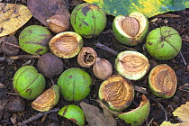 Mockernut hickory (Carya tomentosa) nuts, Pennsylvania, USA, September.