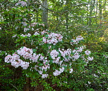 Mountain laurel (Kalmia latifolia) in flower, Belleplain State Forest, New Jersey, USA, May.