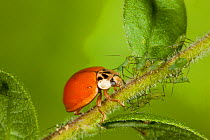 Multicolored asian lady beetle (Harmonia axyridis) with aphid (Uroleucon) on Goldenrod, Pennsylvania, USA, August.