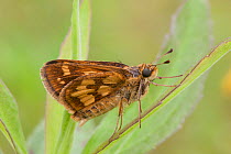 Peck's skipper butterfly (Polites peckius) roosting on Goldenrod (Solidago) leaf, Pennsylvania, USA, August.