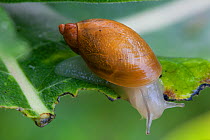 Penn ambersnail (Succinea pennsylvanica) feeding on leaf, Pennsylvania, USA, August.