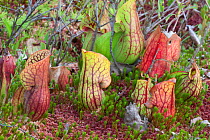 Pitcher plants (Sarracenia purpurea), Adirondack Park, New York, USA, September.