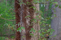 Poison ivy (Toxicodendron radicans) vine on tree, Pennsylvania, USA, April.