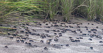 Large group of Red-jointed fiddler crabs (Uca minax) on a mudflat, Stowe Creek, Salem County, New Jersey, USA, August.