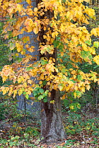 Poison ivy (Toxicodendron radicans) in autumn, Carpenter's Woods, Fairmount Park, Pennsylvania, USA, August.