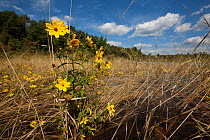 Showy bur marigold (Bidens laevis) in the riparian zone of the Manumuskin River, New Jersey, USA, September