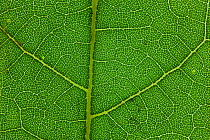Close-up of a Sugar maple leaf (Acer saccharinum), Pennsylvania, USA, October.
