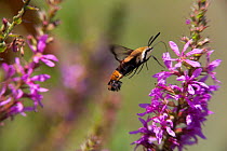 Snowberry clearwing (Hemaris diffinis) feeding at a Purple loosestrife (Lythrum salicaria) flower, Salem County, New Jersey, USA, August.