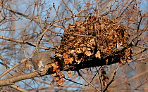 Grey squirrel (Sciurus carolinensis) outside its drey on tree branch, Pennsylvania, USA, February.