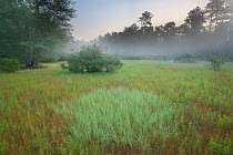 Dry vernal pool in summer, Pinelands Reserve, New Jersey, USA, July.