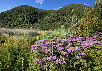 Wild bergamot (Monarda fistulosa) in flower,  Colorado, USA, August.
