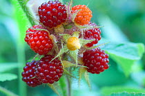 Wineberry (Rubus phoenicolasius) fruit, Pennsylvania, USA, July.