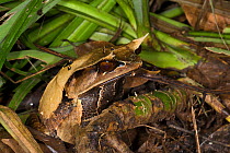 Bornean Horned Frog (Megophrys nasuta) profile, Danum Valley Conservation Area, Sabah, Borneo, Malaysia