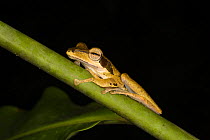 Tree Frog (Polypedates macrotis) portrait at night, Danum Valley Conservation Area, Sabah, Borneo, Malaysia