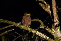 Crested Serpent eagle (Spilornis cheela) roosting at night, Danum Valley Conservation Area, Sabah, Borneo, Malaysia *Digitally removed twig in background