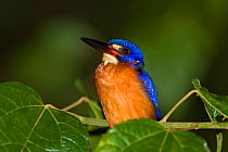 Blue eared Kingfisher (Alcedo meninting) portrait, Kinabatangan River, Sabah, Borneo, Malaysia