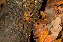 Giant Crab Spider (Sparassidae sp) on tree trunk, Danum Valley Conservation Area, Sabah, Borneo, Malaysia