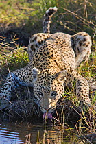 Leopard (Panthera pardus) portrait of individual drinking, Okavango Delta, Botswana