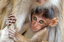 Crab eating macaque (Macaca fascicularis) infant portrait, Tanjung Puting National Park, Central Kalimantan, Borneo, Indonesia