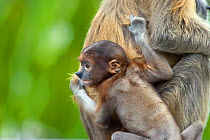 Proboscis Monkey (Nasalis larvatus) mother with 3-4 week  baby, Sabah, Borneo, Malaysia