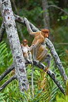 Proboscis Monkey (Nasalis larvatus) mother with 2-3 month old baby, Sabah, Borneo, Malaysia
