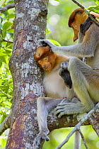 Proboscis Monkey (Nasalis larvatus) adult grooming juvenile, Sabah, Borneo, Malaysia