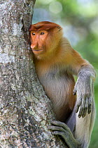 Proboscis Monkey (Nasalis larvatus) adult portrait sitting in tree, Sabah, Borneo, Malaysia