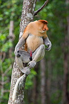 Proboscis Monkey (Nasalis larvatus) dominant male sitting in tree, Sabah, Borneo, Malaysia