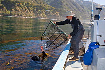 Southern sea otter (Enhydra lutris) researcher Tim Tinker handing diver net for capturing sea otters for flipper tagging, blood sampling, and implantation of time depth recorder, Big Sur Coastline, Ca...