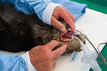 Southern sea otter (Enhydra lutris) veterinarian D. Mike Murray examining teeth of captured otter as part of long-term study, Big Sur Coastline, California, USA September 2010